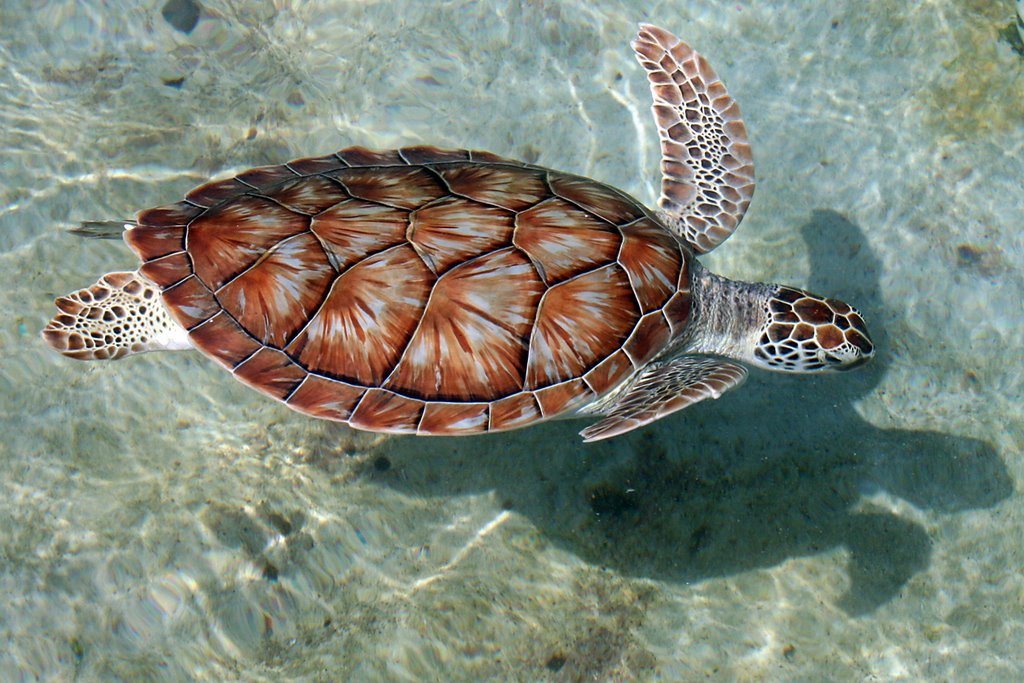 Grand Cayman Turtle Centre Tour