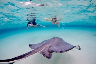 3 Stop Stingray City, Reef Snorkel & Starfish Point