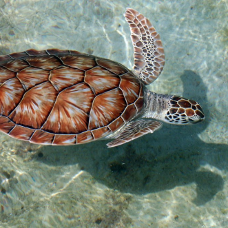 Grand Cayman Turtle Centre Tour